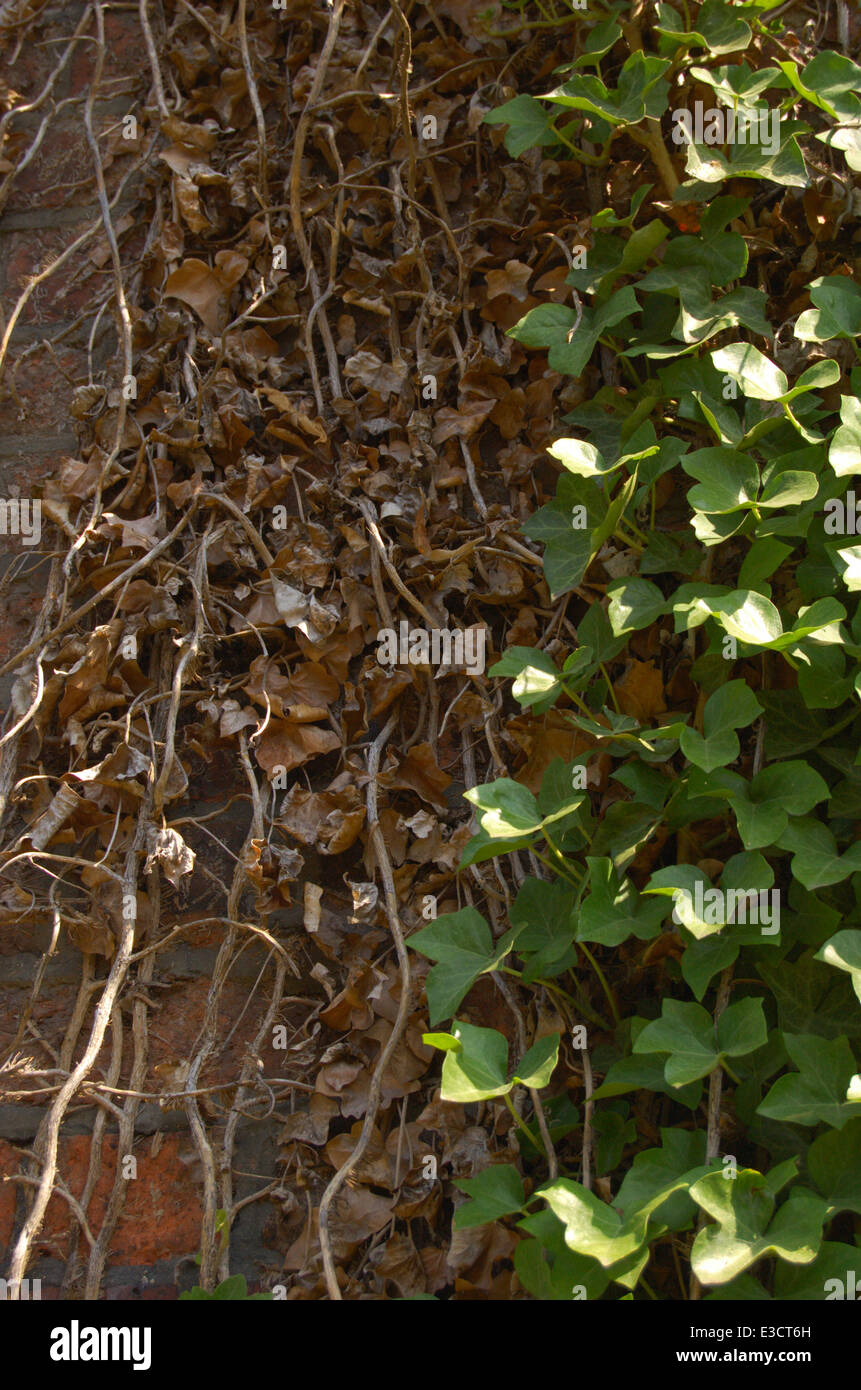 Ivy climbing the wall hi-res stock photography and images - Alamy