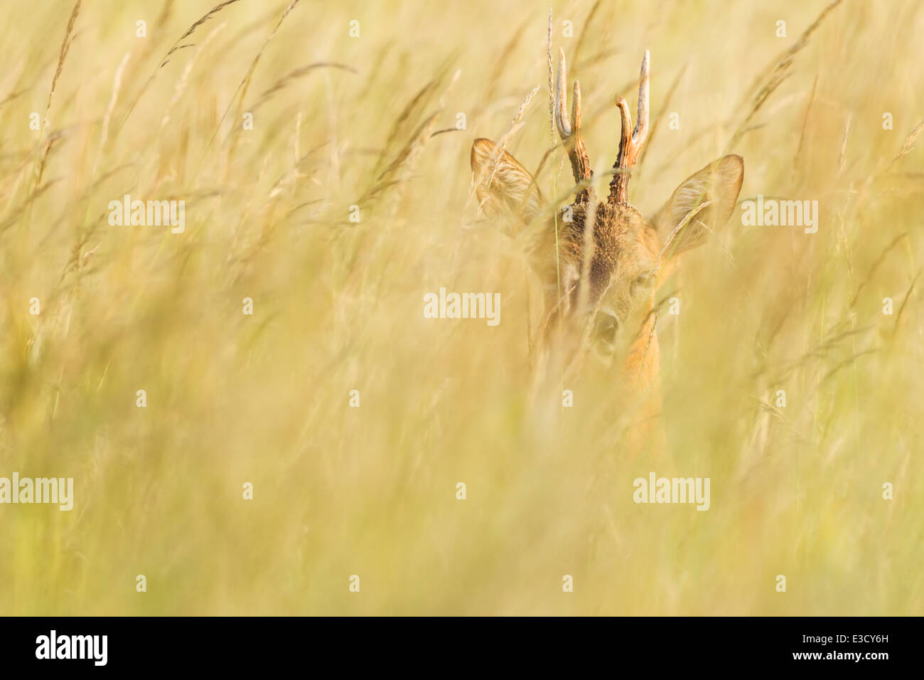 Roe buck hiding in tall grass of a traditional English summer meadow at sunset during the deer's annual rut, Norfolk, England Stock Photo