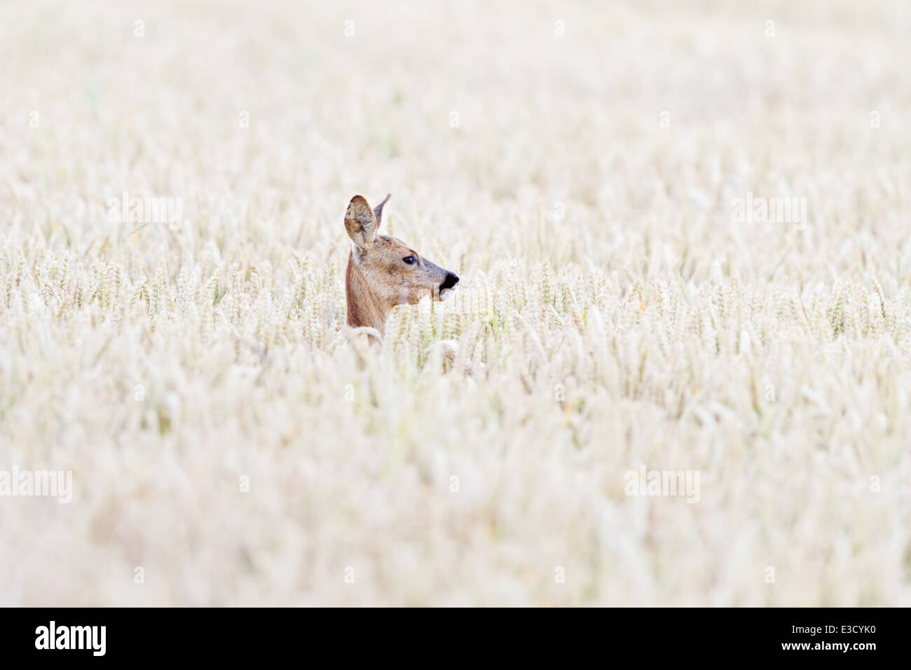 A female Roe deer hides in an arable field during the Roe deer's annual rut in the summer, Norfolk, England Stock Photo