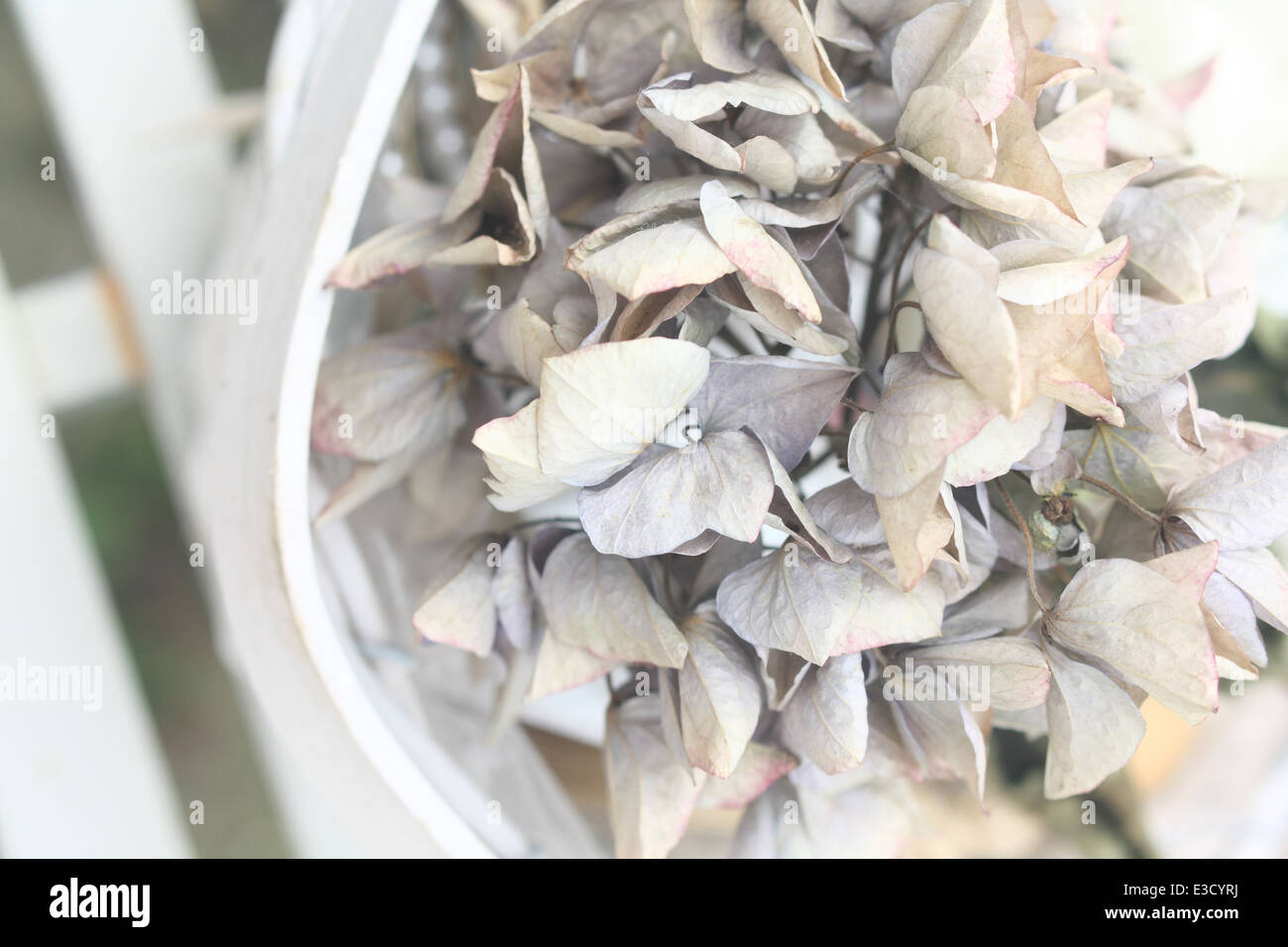 Dried Hydrangea flowers with textured veins from flower petals Stock
