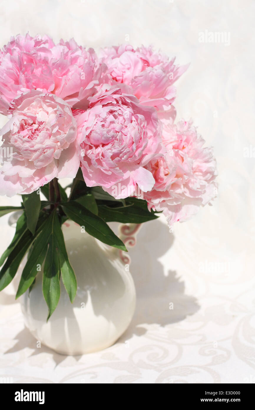 Beautiful pink pastel fresh peonies on white Stock Photo - Alamy
