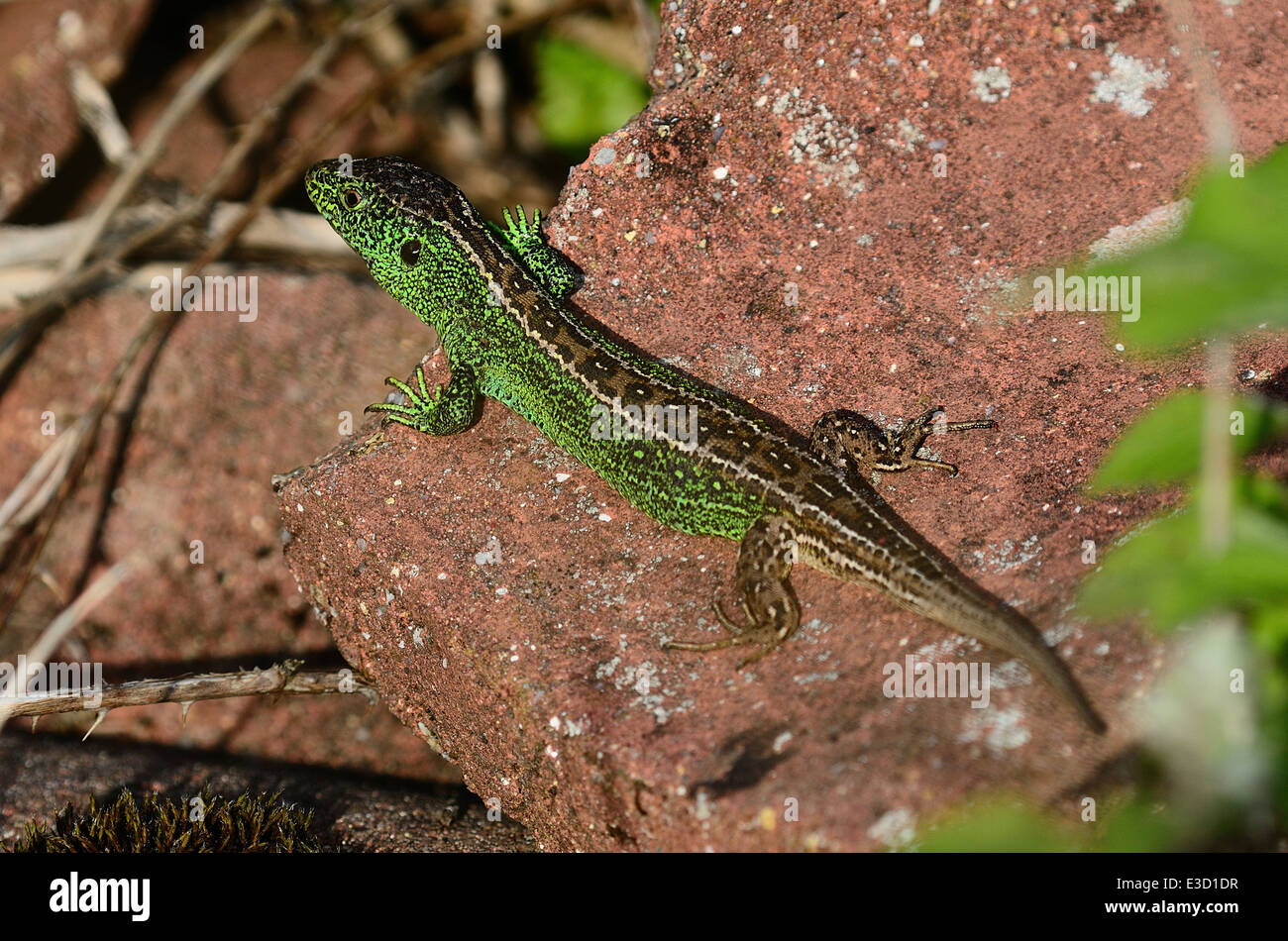 sand lizard lacerta agilis reptile Reptilia Squamata Sauria Lacertilia