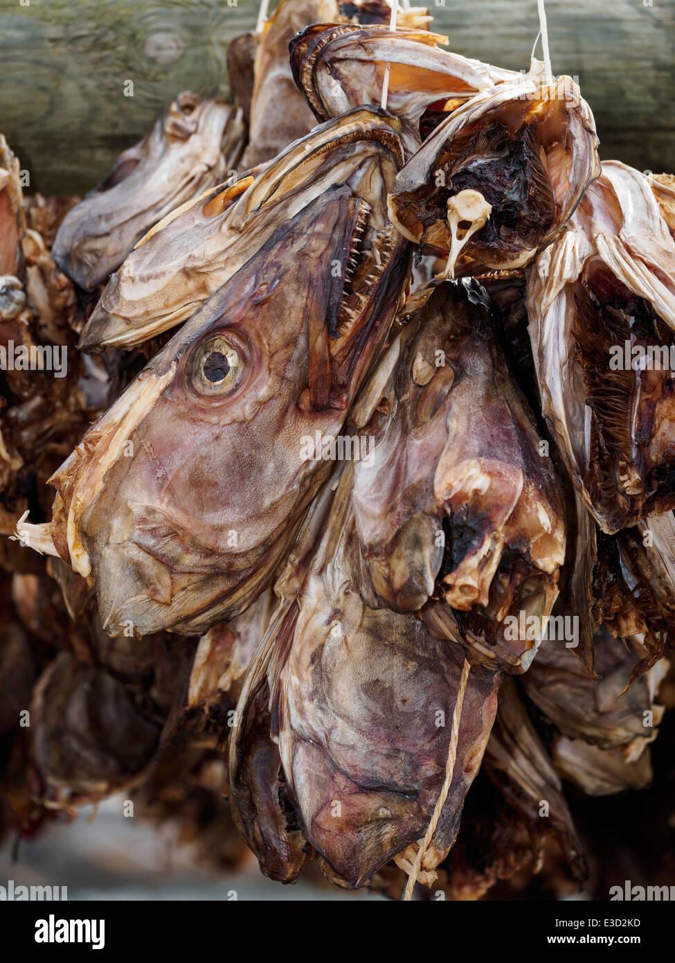 Cod Stockfish Head