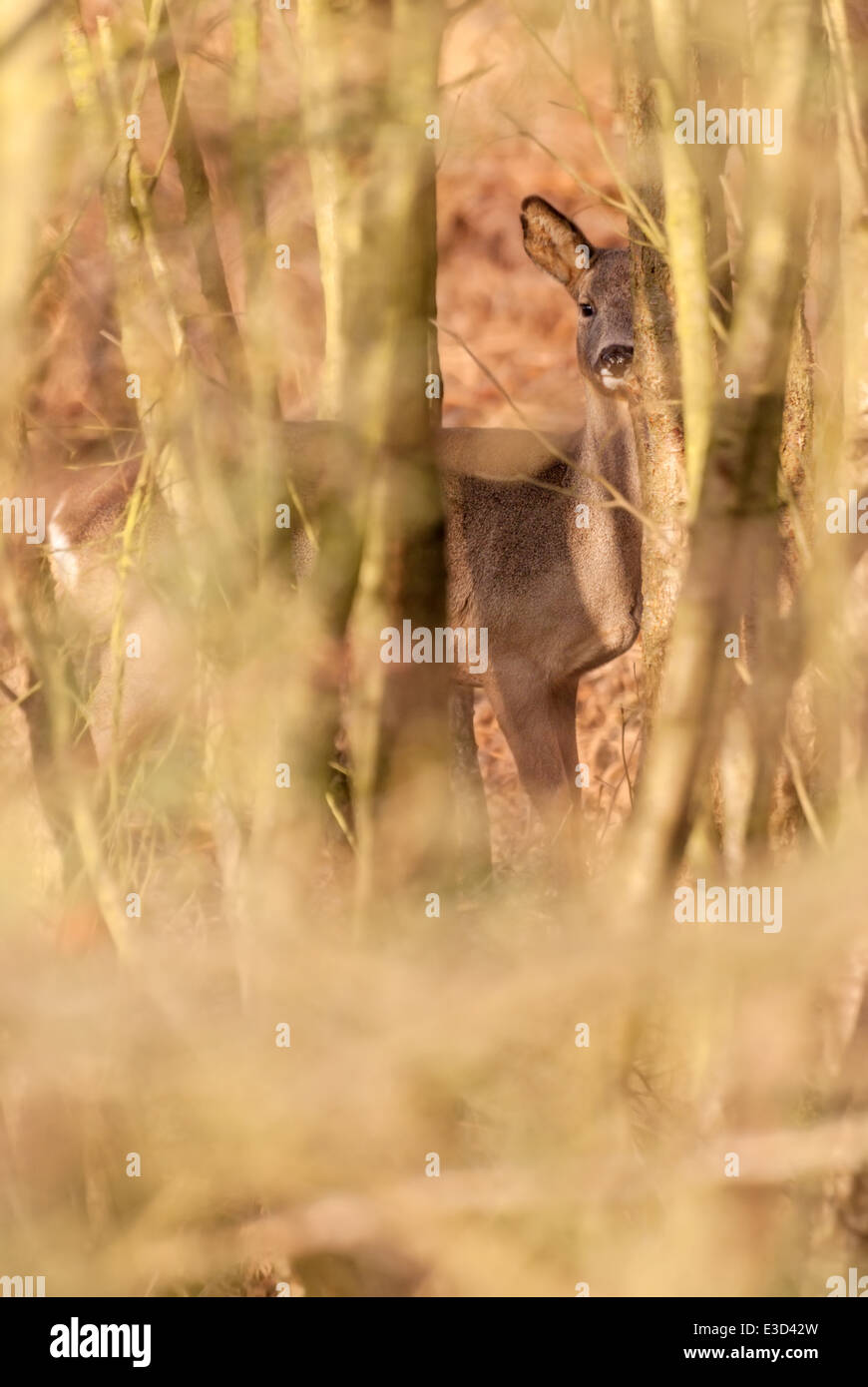 Adult female Roe deer feeding in a heathland spinney during the winter, Norfolk, England Stock Photo