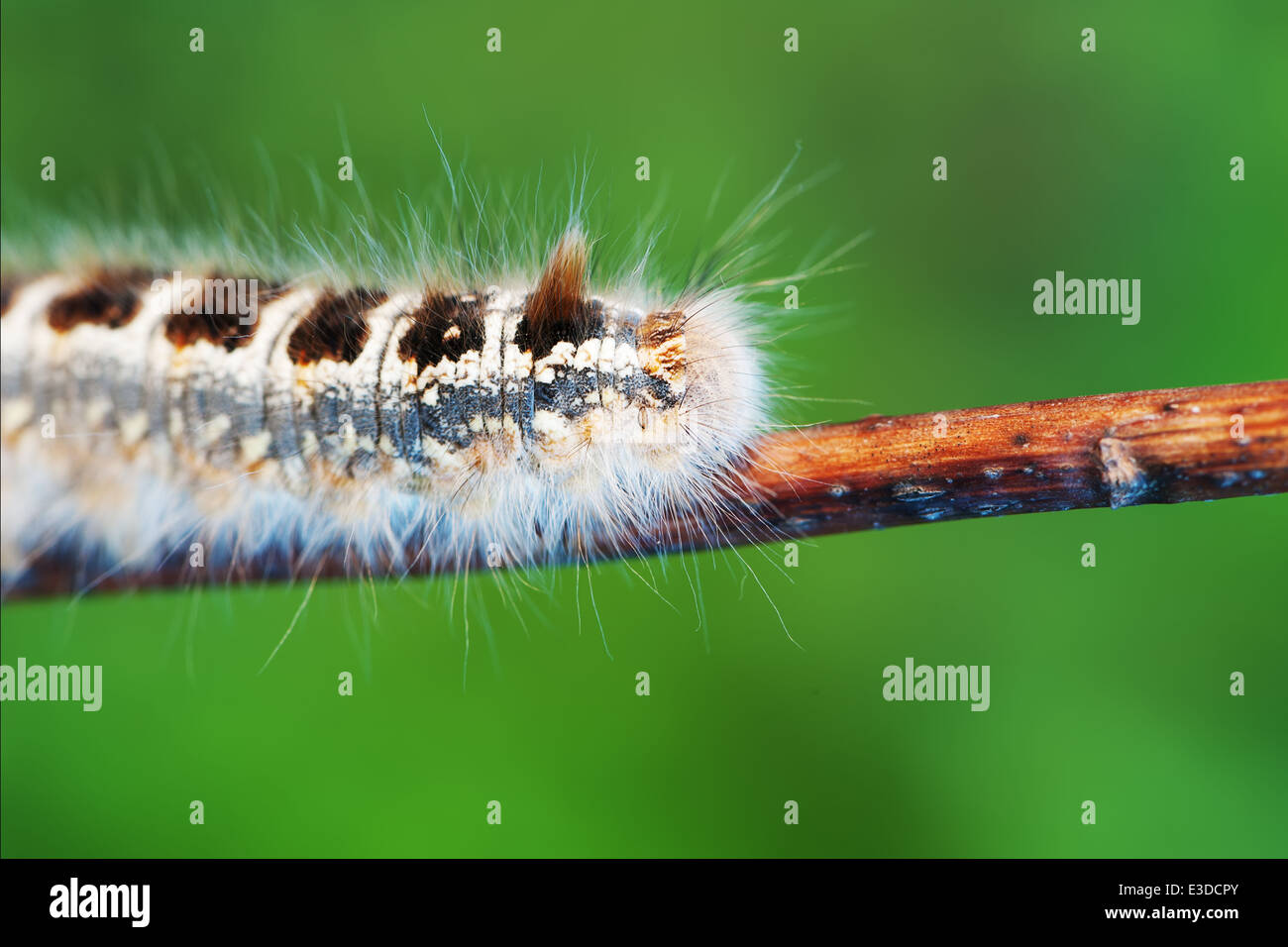 Caterpillar photo insect hi-res stock photography and images - Alamy