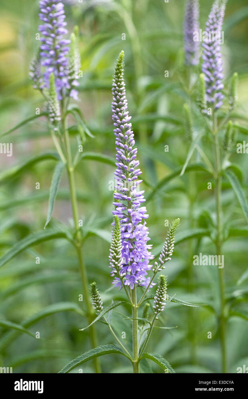 Veronica longifolia growing in an herbaceous border. Speedwell. Stock Photo