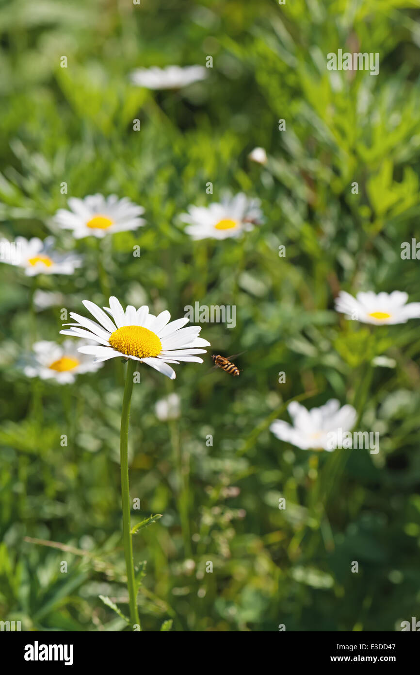 Green flowering meadow with white daisies and honey bee. Natural background. Stock Photo
