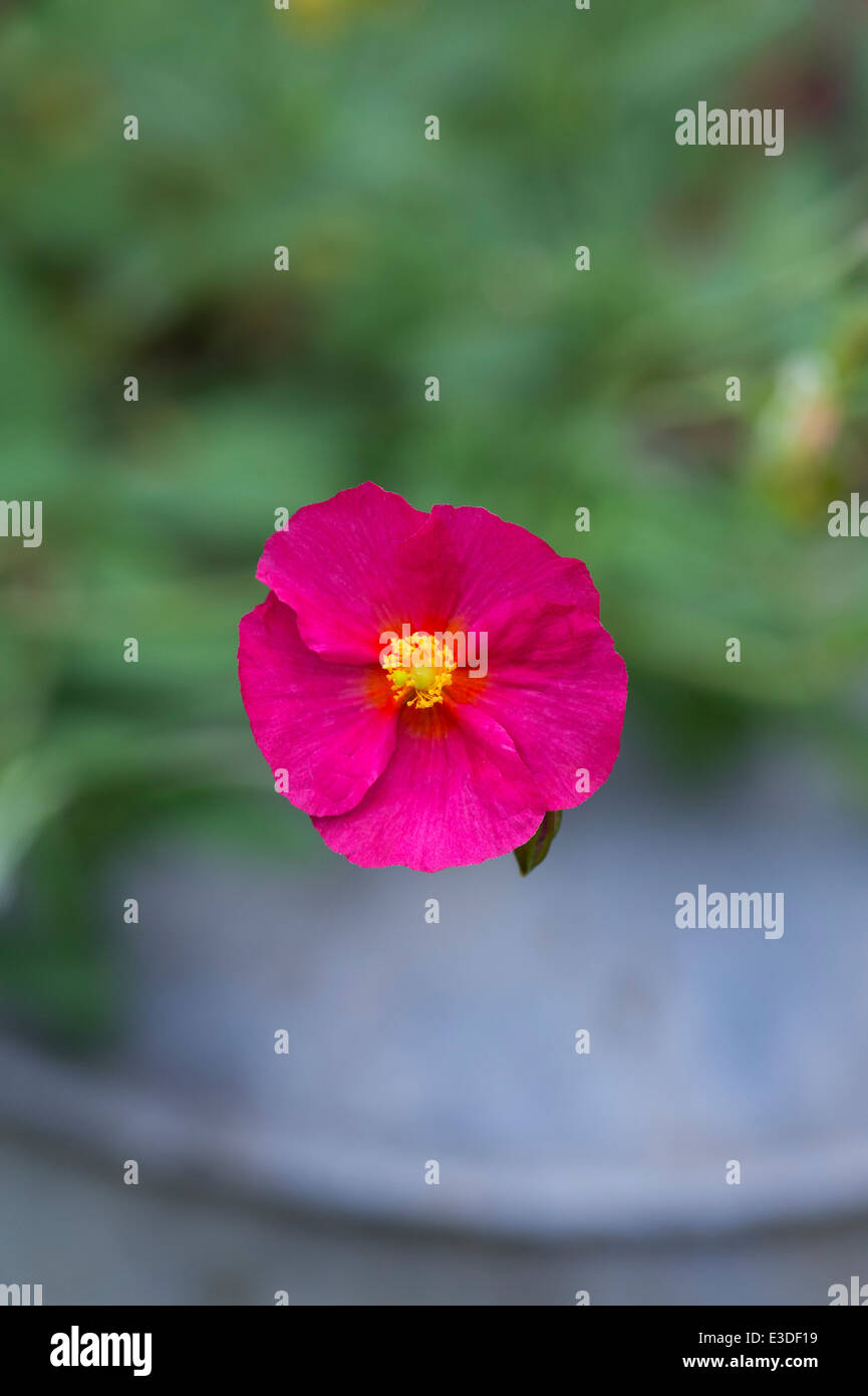 Helianthemum 'Bunbury' Flower in an old watering can flower pot Stock
