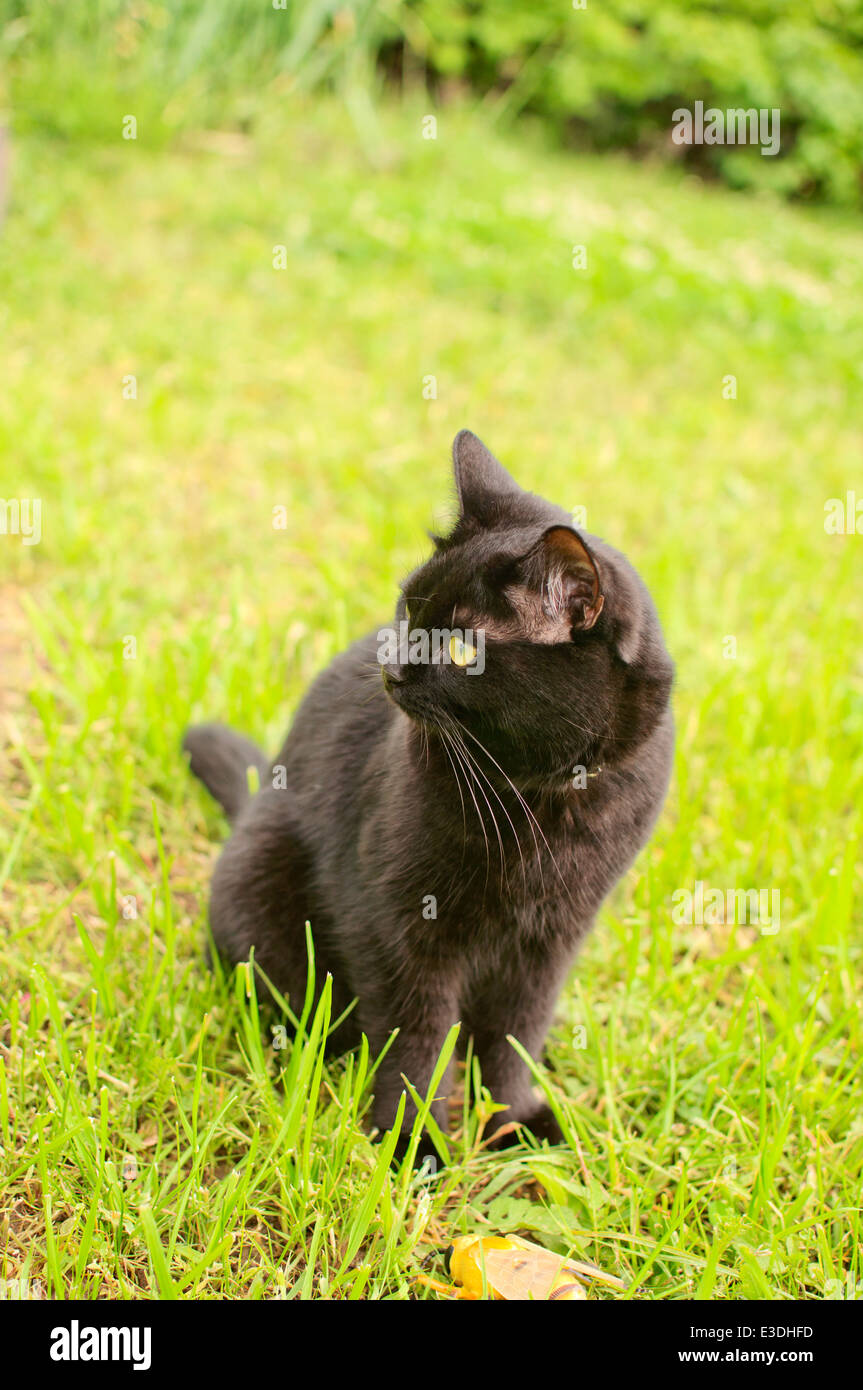 Black cat in the garden Stock Photo