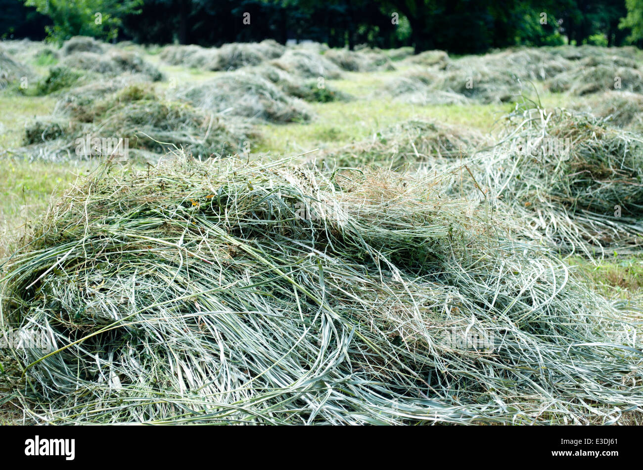 Cutting edge from cut and uncut grass in rousse Stock Photo