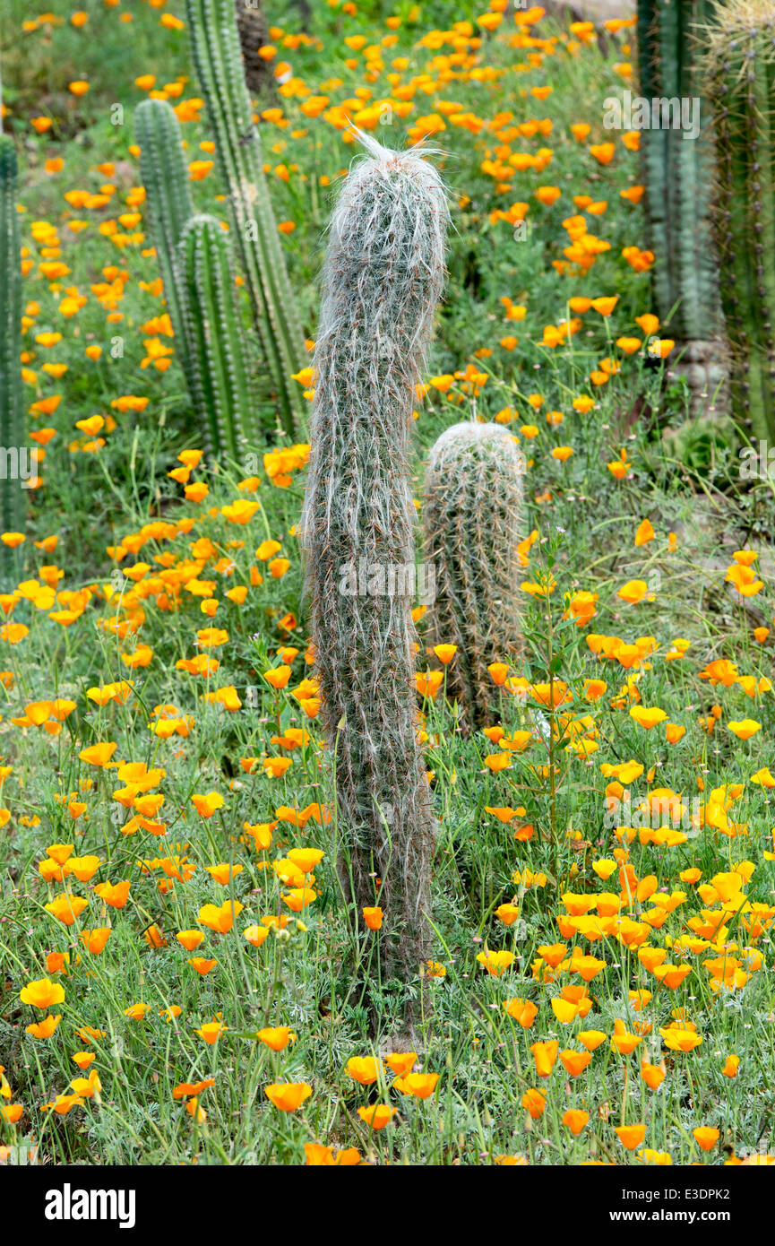 Oreocereus celsianus and Eschscholzia californica. Old Man of the Andes cactus and Californian poppies at Kew Gardens. London Stock Photo