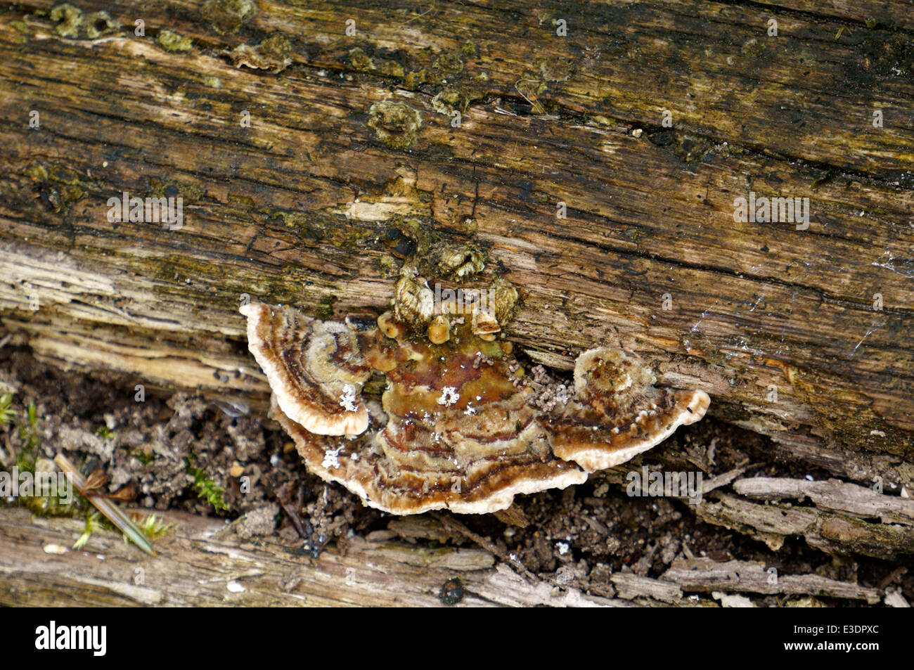 Fungal taxonomy hires stock photography and images Alamy