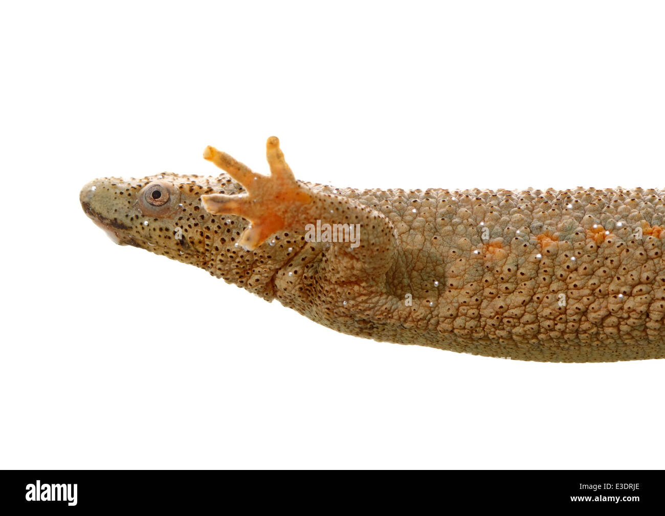 Spanish family urodele amphibian commonly called gallipato Stock Photo