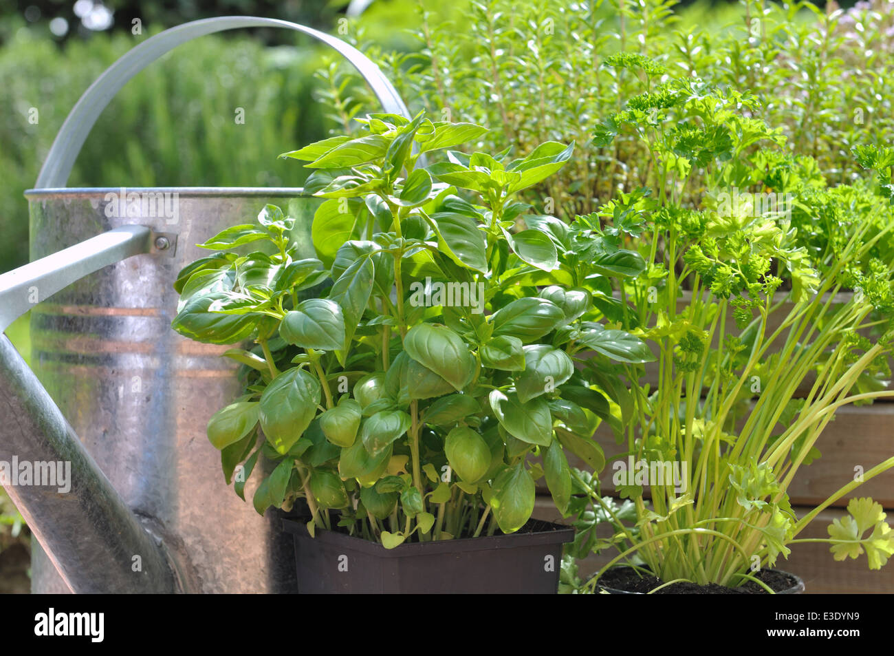 leaves of basil and parsley in pots on terrace Stock Photo