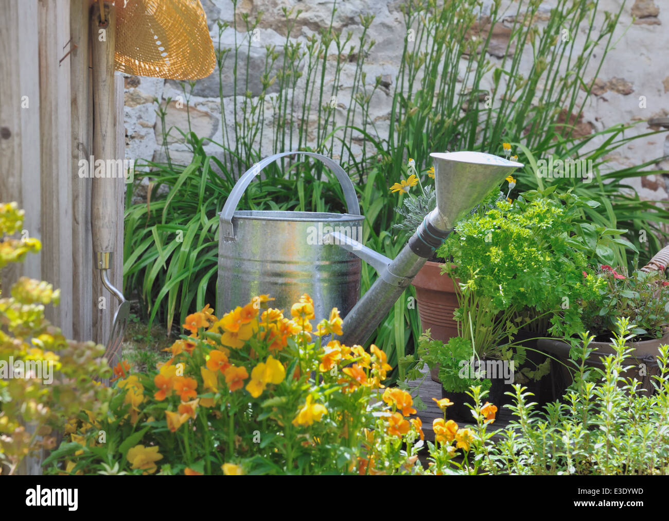 watering can among aromatic herbs and flowers Stock Photo