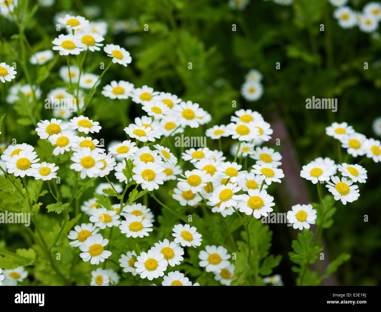 Feverfew flowers (Tanacetum parthenium) in a herb garden. Stock Photo
