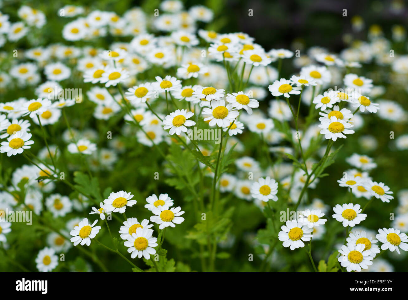 Feverfew flowers (Tanacetum parthenium) in a herb garden. Stock Photo