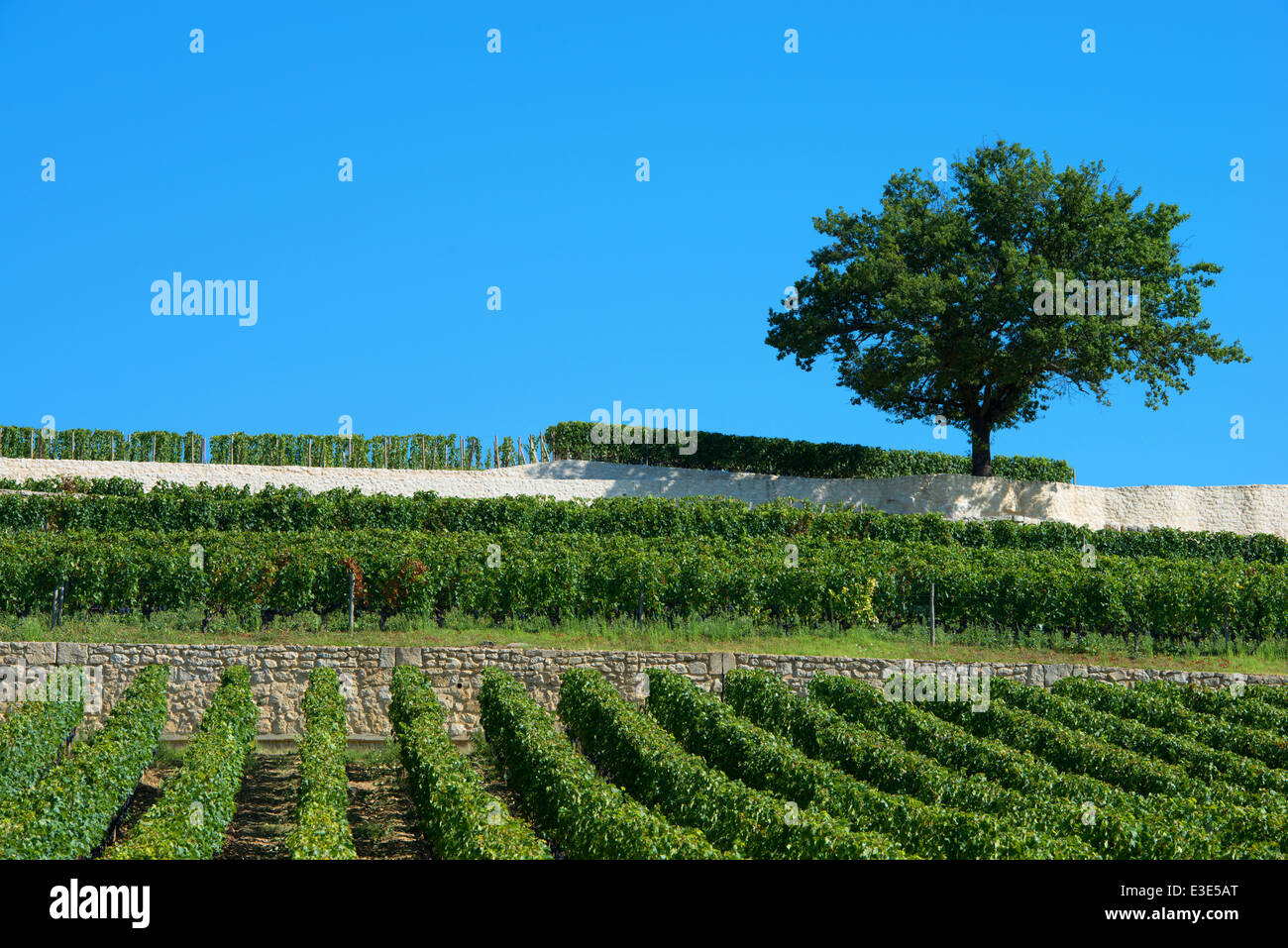 Vineyards of Saint Emilion, Bordeaux Vineyards Stock Photo Alamy