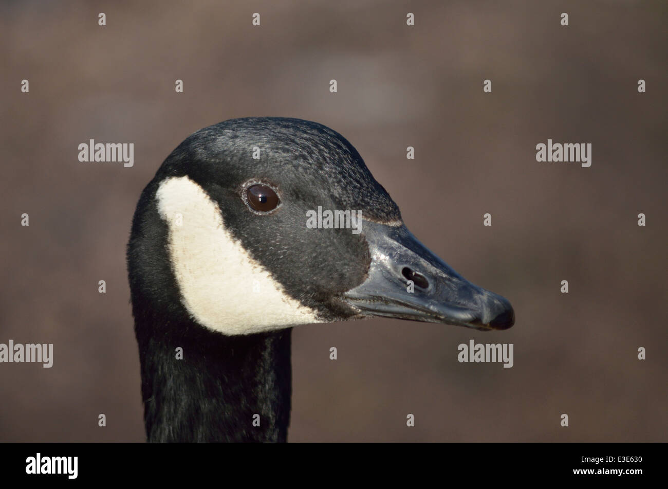 Canada Goose Head from the side Stock Photo - Alamy