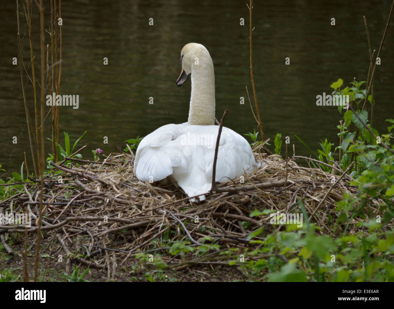 Swan sitting on a nest, Wolseley Bridge Wildlife Centre, Staffordshire
