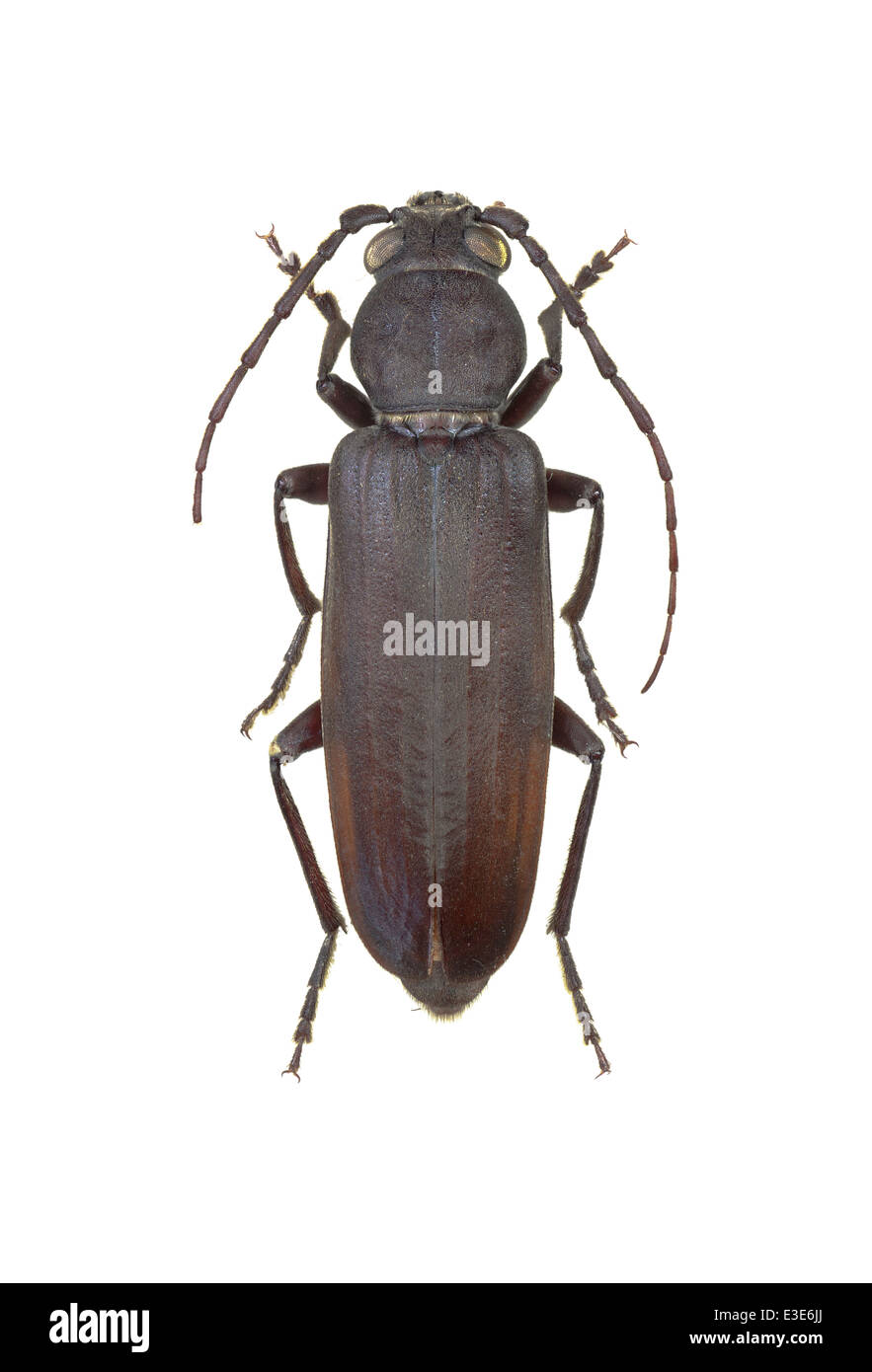 Arhopalus ferus longhorn hi-res stock photography and images - Alamy