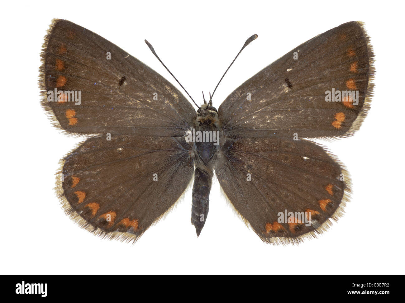 Lepidoptera; Lycaenidae; Aricia artaxerxes; Fabricius 1775; Northern Brown Argus; Stock Photo