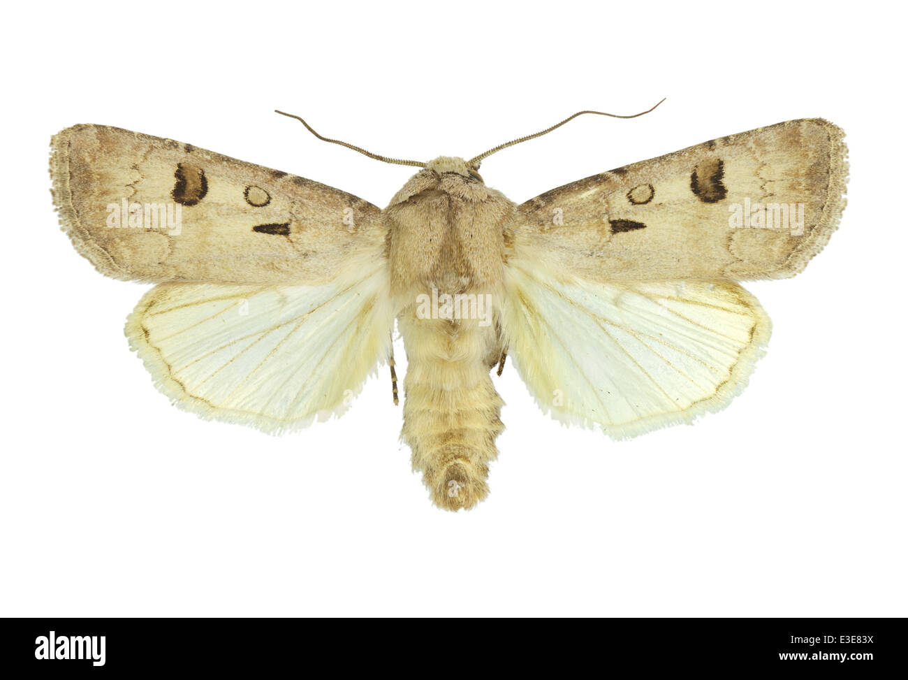 Lepidoptera; Noctuidae; Agrotis exclamationis; Linnaeus 1758; Heart and Dart; Stock Photo
