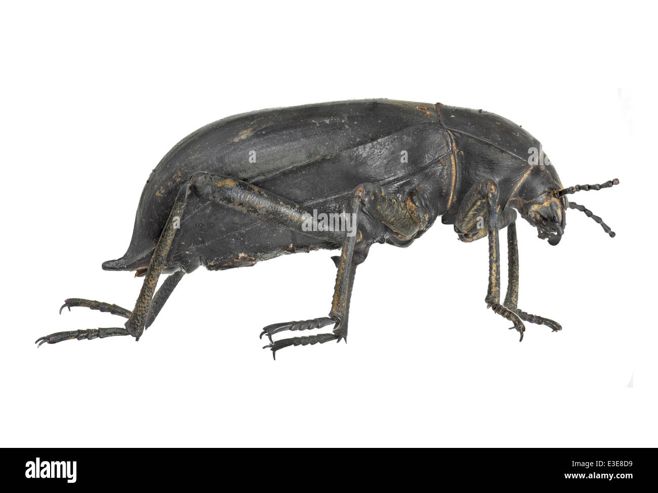 Coleoptera; Tenebrionidae; Blaps gigas; Fabricius 1767, lateral Stock Photo