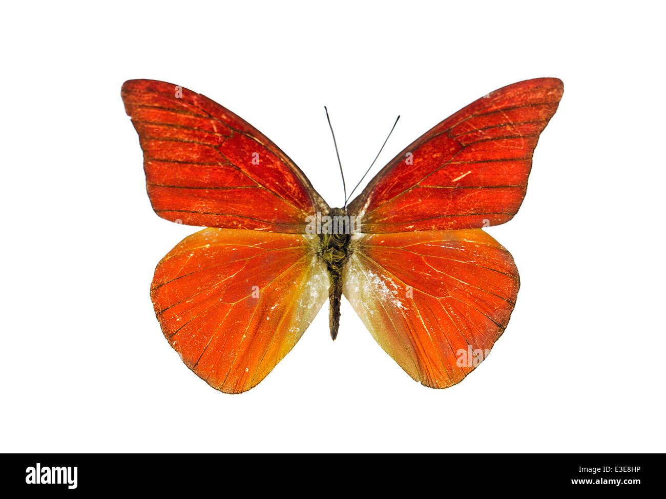 lepidoptera, Pieridae, Appias nero, Wallace 1867, Orange Albatross Stock Photo