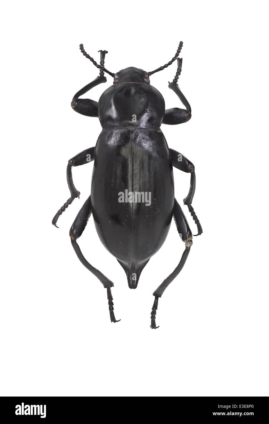 Coleoptera; Tenebrionidae; Blaps lusitanica; Herbst 1799; Stock Photo