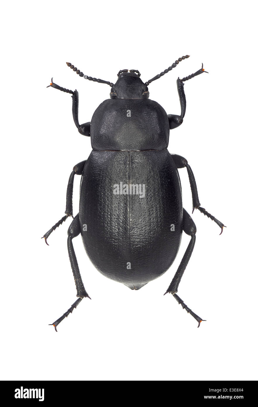 Coleoptera; Tenebrionidae; Blaps lethifera; Marsham 1802; Stock Photo