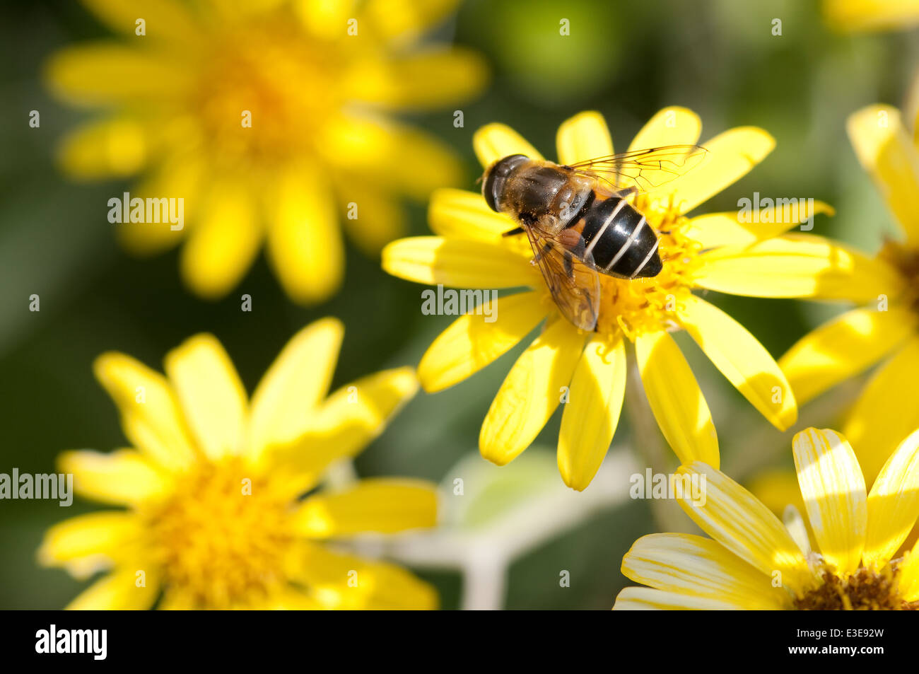 bee collecting pollen from yellow garden flower Stock Photo - Alamy