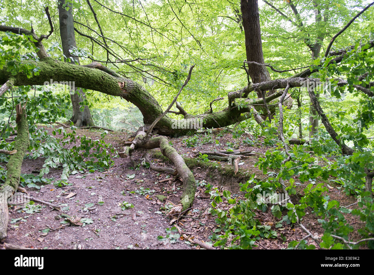 Broken oak tree as damage from a storm in a forest Stock Photo