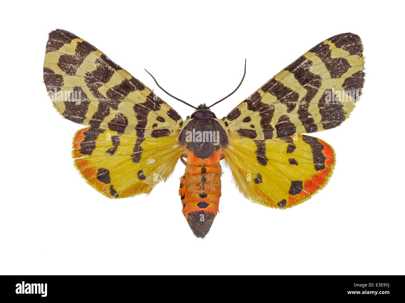 Lepidoptera; Arctiidae; Arctia festiva; Hufnagel 1766; Hebe Tiger Moth; Stock Photo