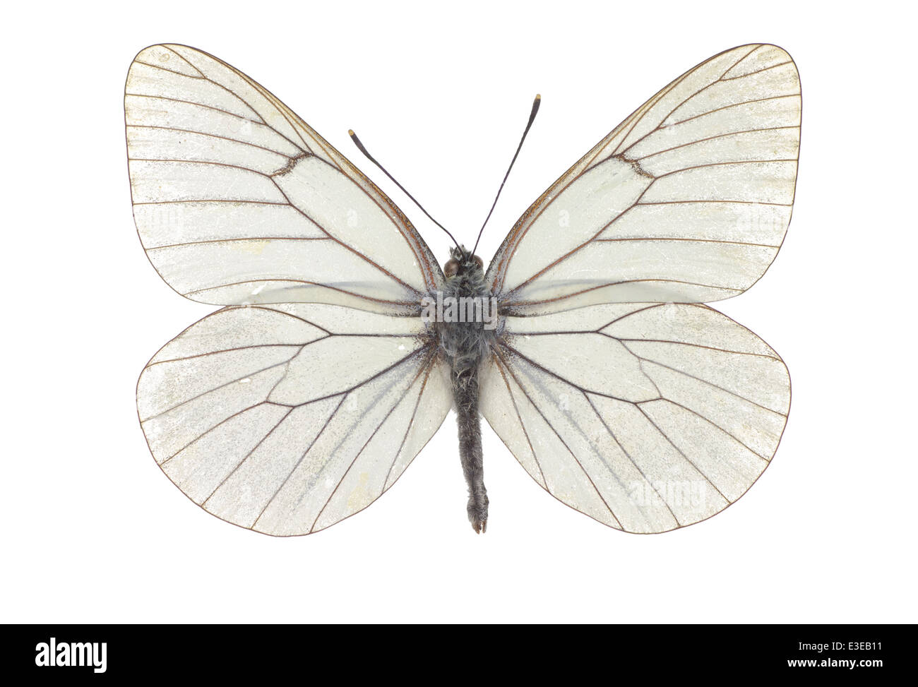 Lepidoptera; Pieridae; Aporia crataegi; Linnaeus 1758 Stock Photo