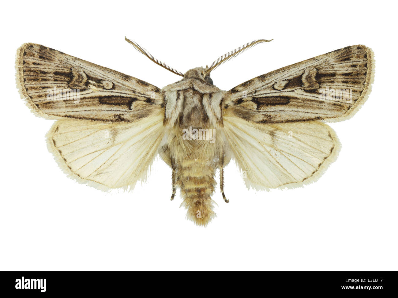 Lepidoptera; Noctuidae; Agrotis exclamationis; Hübner 1824; Stock Photo