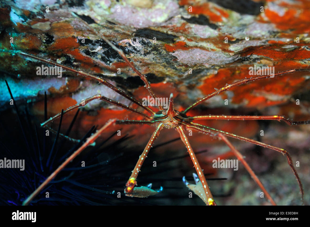 Arrow crab on rock with red encrusting sponge, Tenerife Stock Photo
