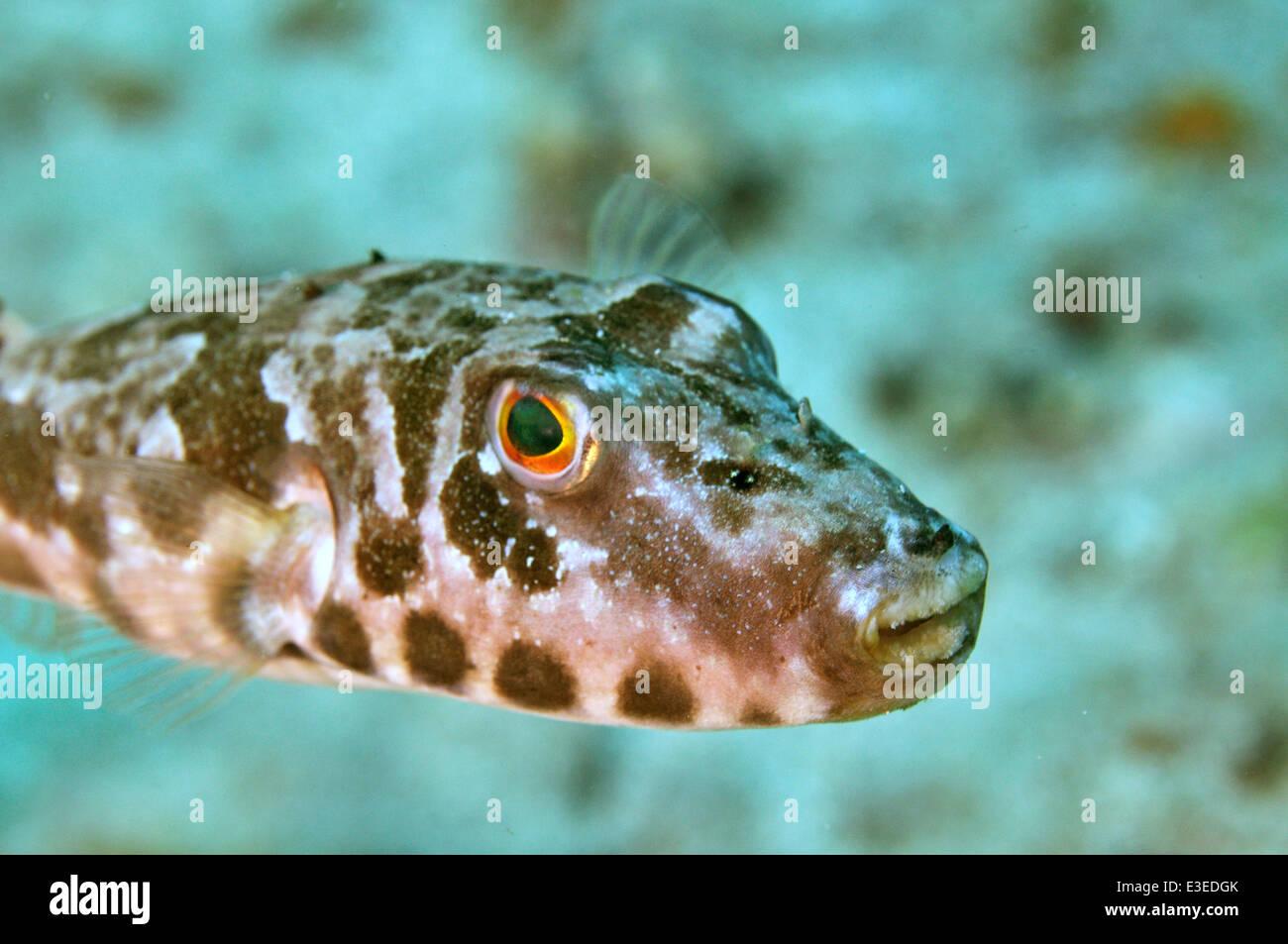 Bandtail puffer (Sphoeroides spengleri) fish Stock Photo