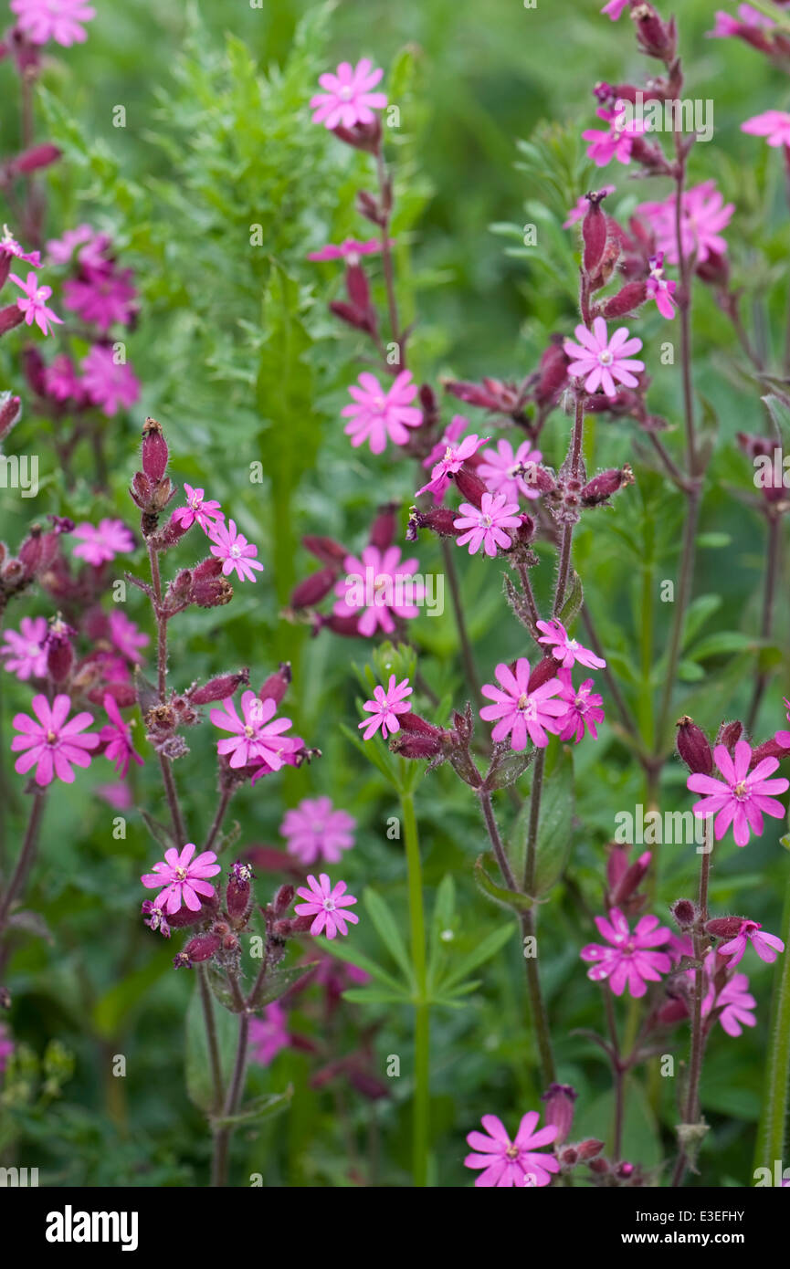 Red campion, Silene dioica, flowering plants Stock Photo