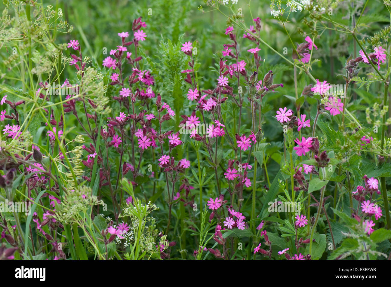 Red campion, Silene dioica, flowering plants Stock Photo