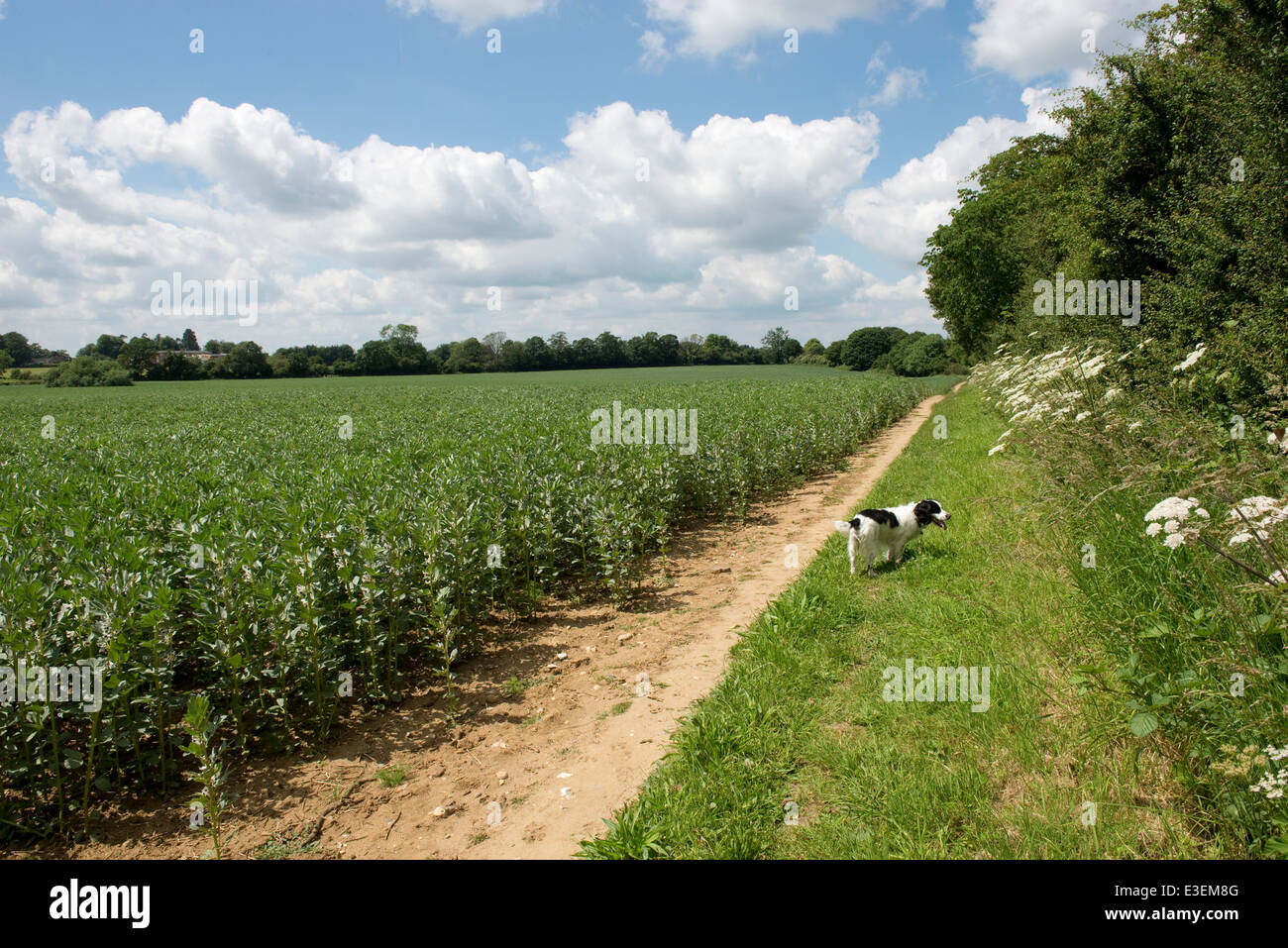 A field, faba or fava bean, Vicia faba, crop in flower in West Berkshire on a fine June day Stock Photo