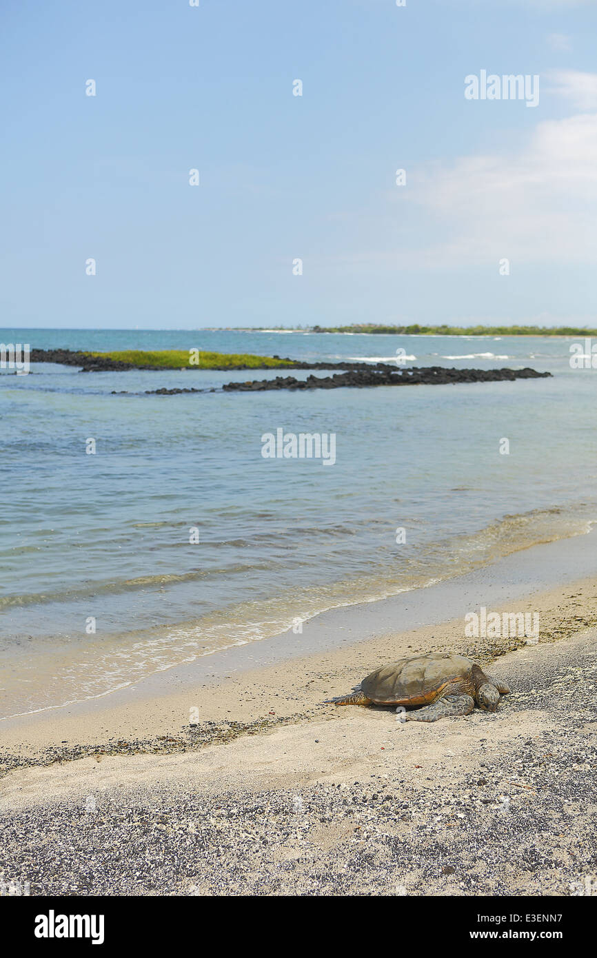 Beautiful endangered green sea turtle resting on the beach in Hawai'i Stock Photo