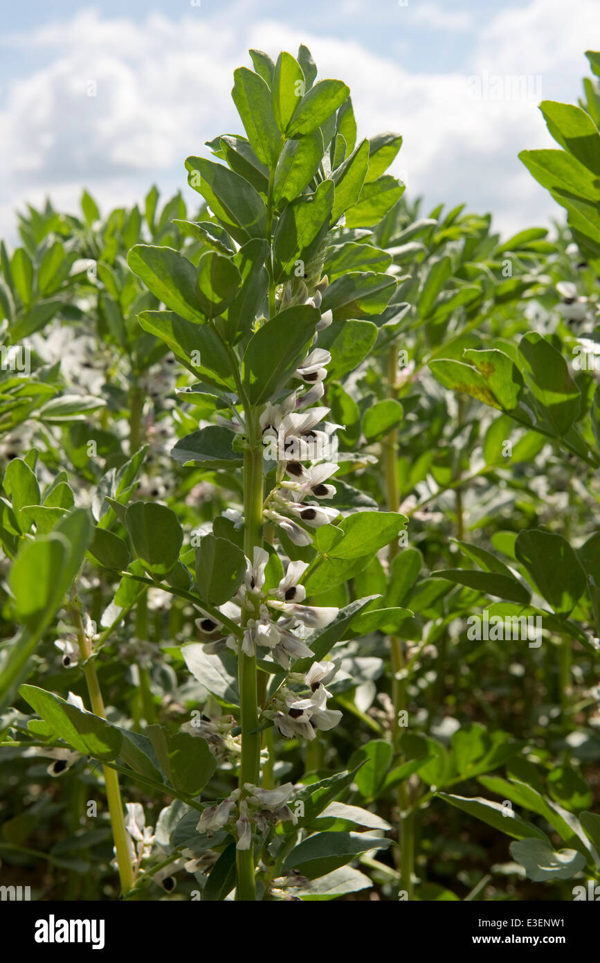 A field, faba or fava bean, Vicia faba, crop in flower in West Berkshire on a fine June day Stock Photo