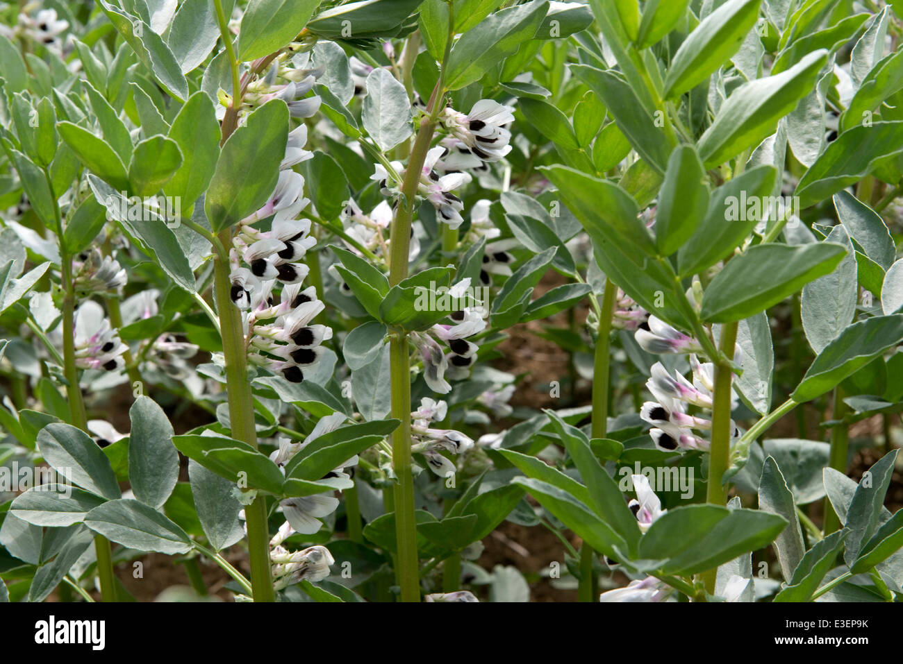 A field, faba or fava bean, Vicia faba, crop in flower in West Berkshire on a fine June day Stock Photo