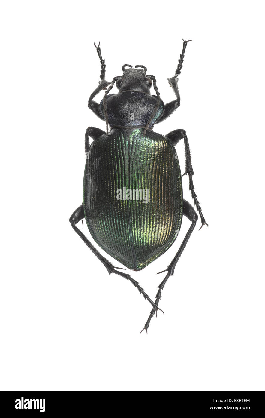 Coleoptera; Carabidae; Calosoma sycopnata; Linnaeus 1758; forest caterpillar hunter; female Stock Photo