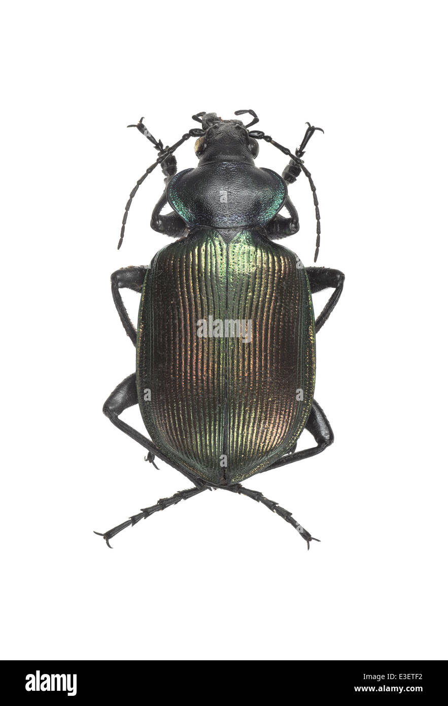 Coleoptera; Carabidae; Calosoma sycopnata; Linnaeus 1758; forest caterpillar hunter; female; Stock Photo