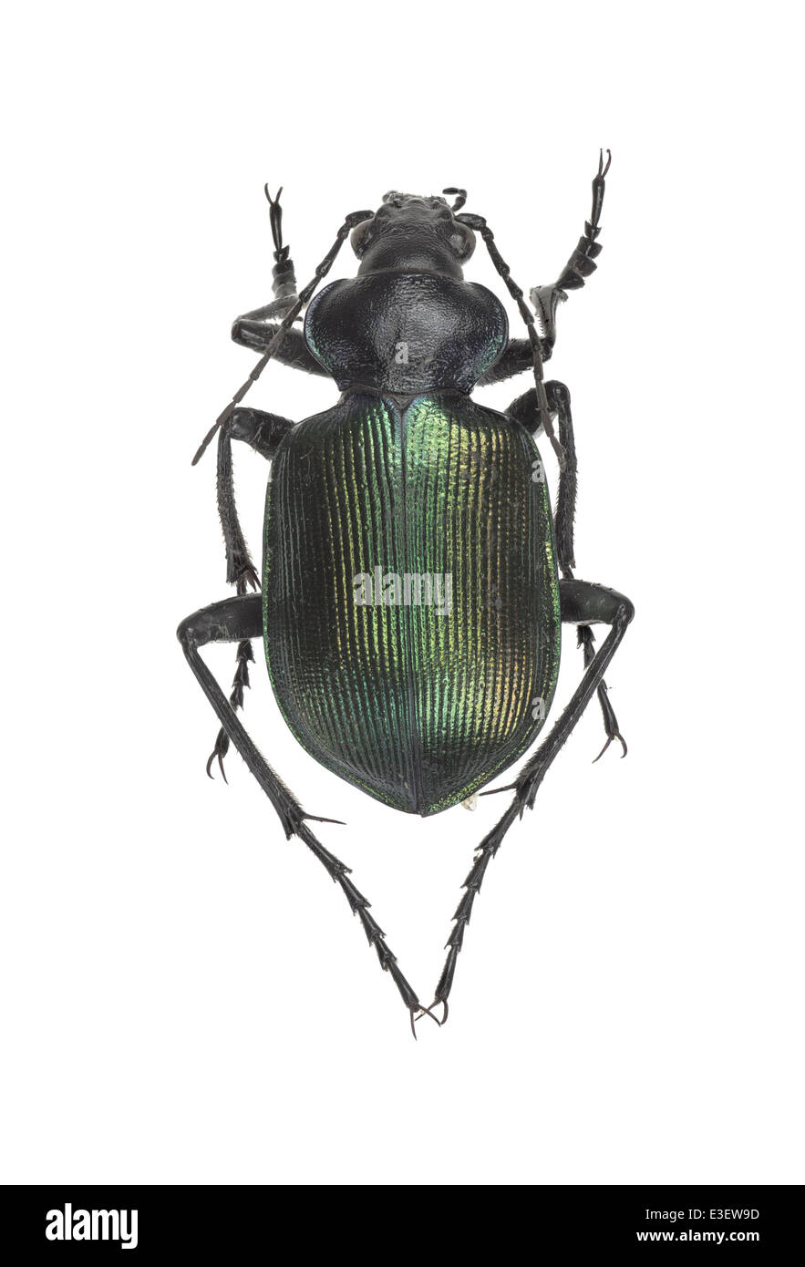 Coleoptera; Carabidae; Calosoma sycopnata; Linnaeus 1758; forest caterpillar hunter; male; Stock Photo