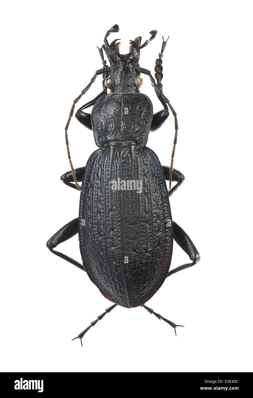 Coleoptera; Carabidae; Carabus lusitanicus; Fabricius 1801; Stock Photo