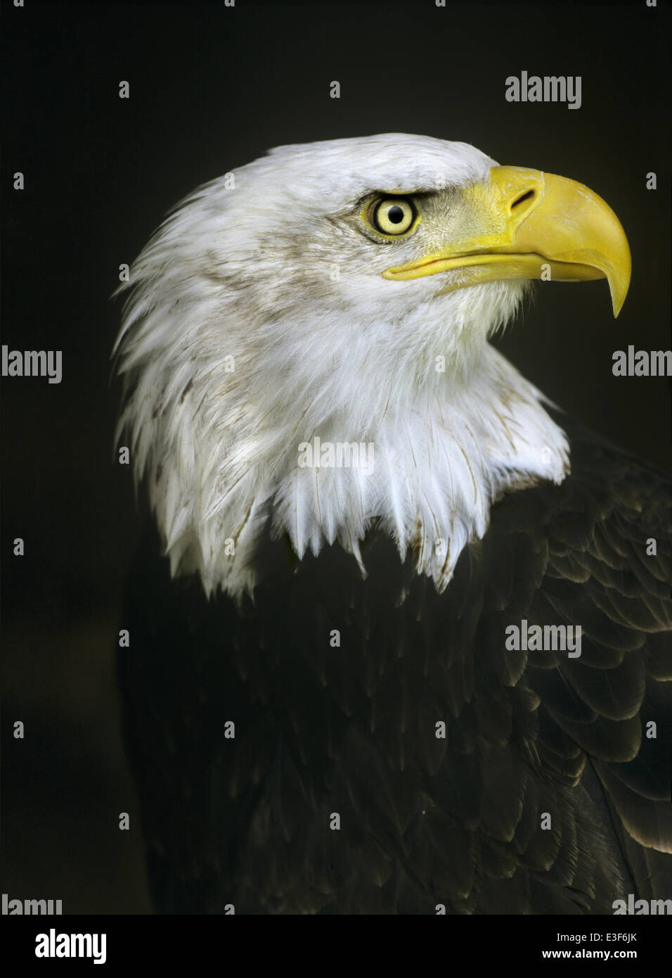 Bald Eagle - Haliaeetus leucocephalus Stock Photo - Alamy
