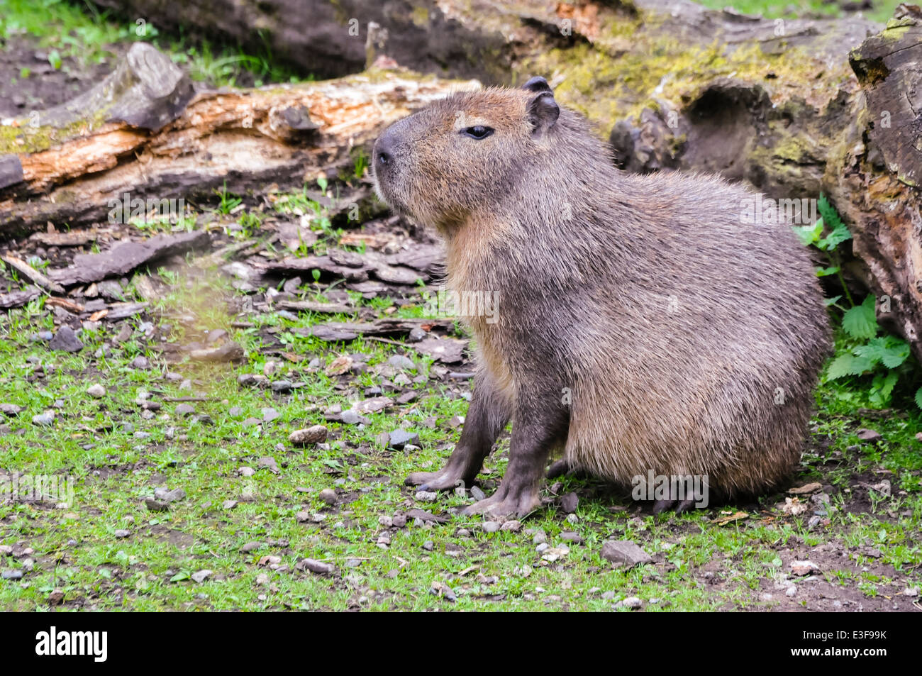 Capybara (Hydrochoerus hydrochaeris), the largest rodent in the world Stock Photo